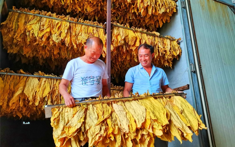 十堰市局（公司）充分發(fā)揮行業(yè)優(yōu)勢，依托煙葉產(chǎn)業(yè)助力煙農(nóng)增收致富。