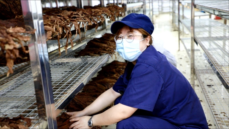 許家沖上崗就業(yè)留守媽媽正在處理雪茄煙葉。王琪琦攝