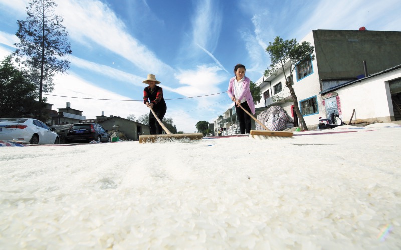 民廟村農(nóng)戶(hù)在晾曬糯米。劉銀斌攝