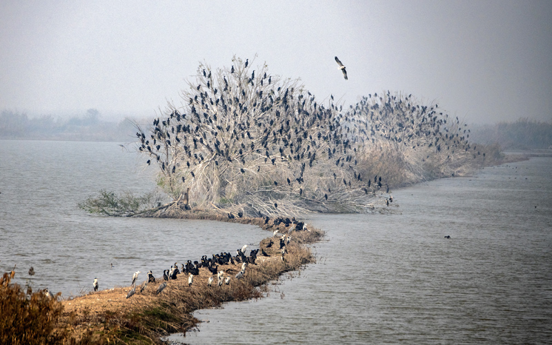 沉湖濕地候鳥群。杜華舉攝