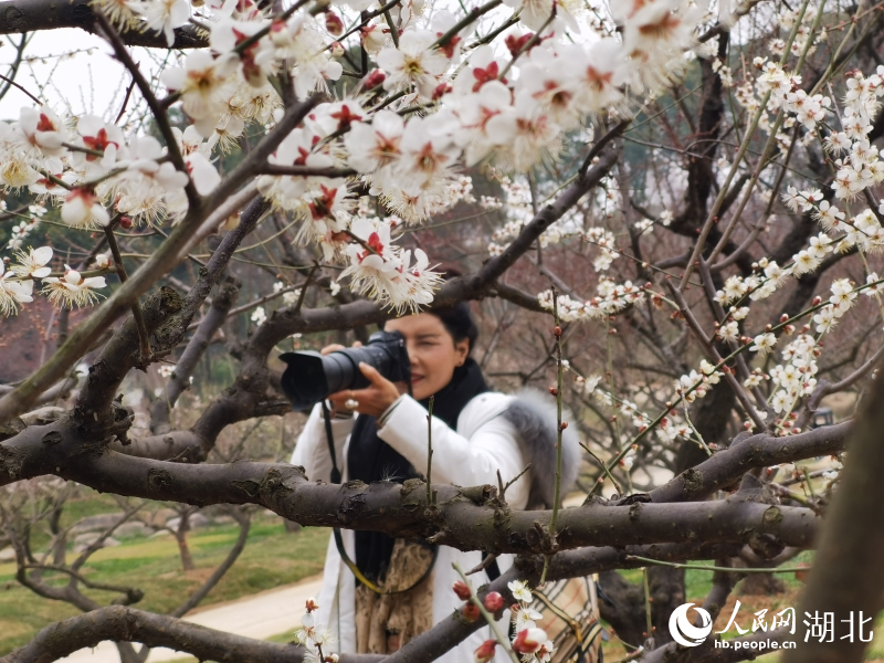 2月1日，武漢市東湖梅園內(nèi)梅花綻放。人民網(wǎng) 肖璐欣攝