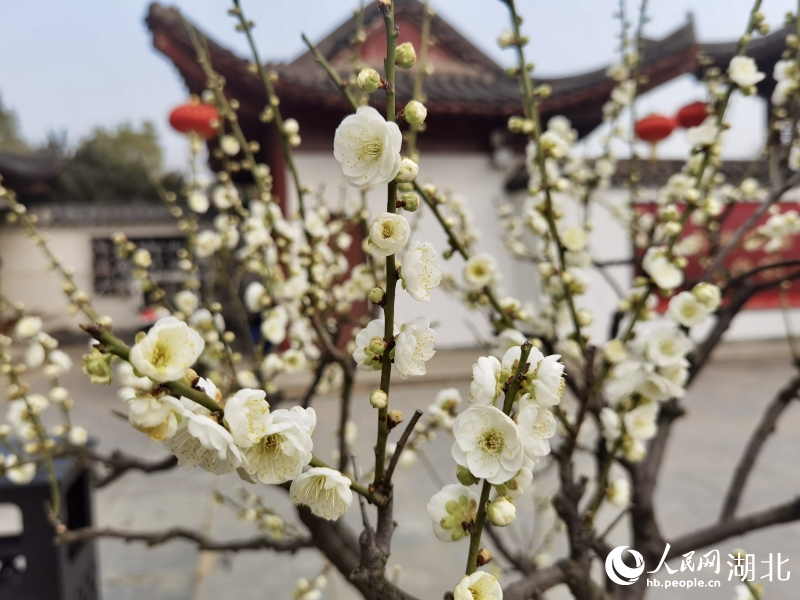 2月1日，武漢市東湖梅園內(nèi)梅花綻放。人民網(wǎng) 肖璐欣攝