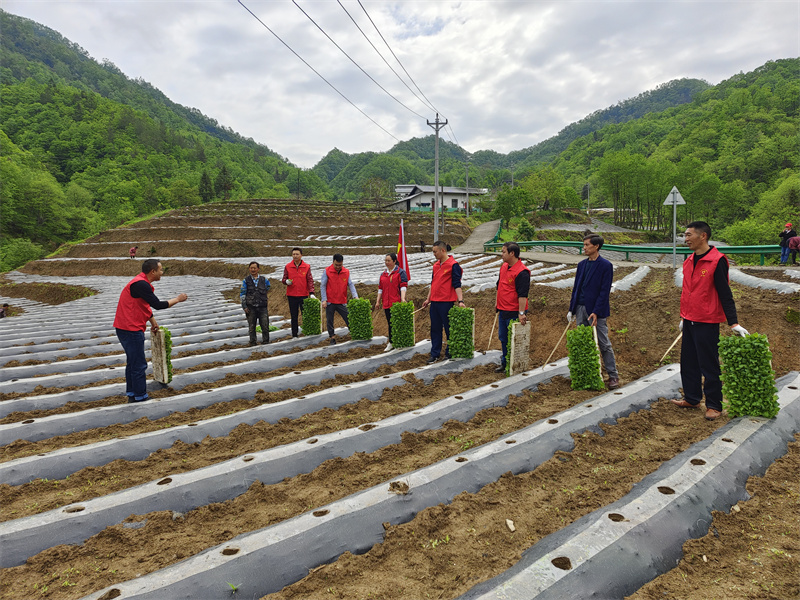 組織黨員志愿者幫助殘疾煙農(nóng)煙苗移栽。 十堰市煙草專賣局供圖