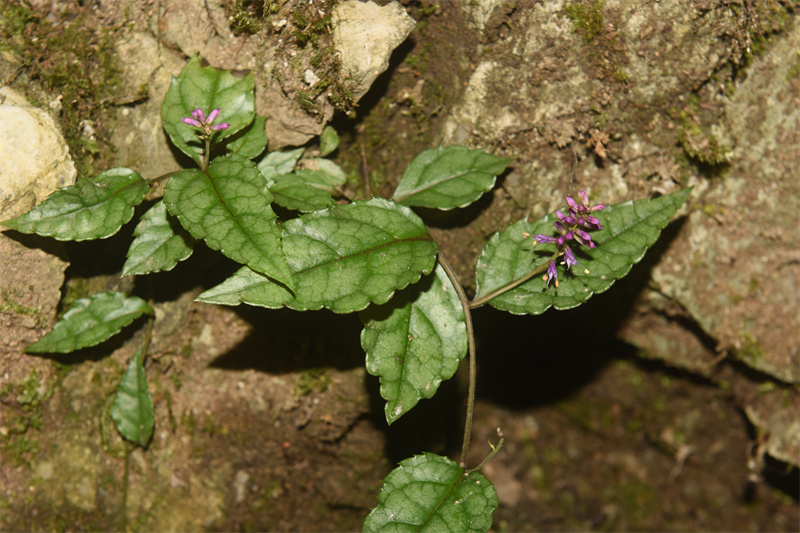 坪壩營國家森林公園發(fā)現(xiàn)了腹水草屬（草靈仙屬）植物新種。胡光萬攝