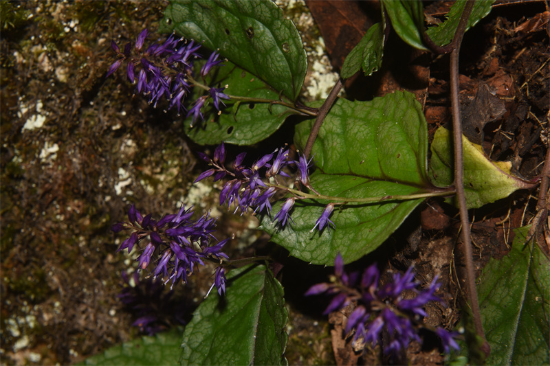 坪壩營國家森林公園發(fā)現(xiàn)了腹水草屬（草靈仙屬）植物新種。胡光萬攝