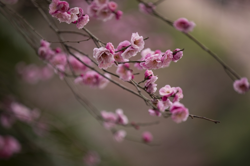 湖北省建始縣廣潤(rùn)河岸邊梅花迎春綻放