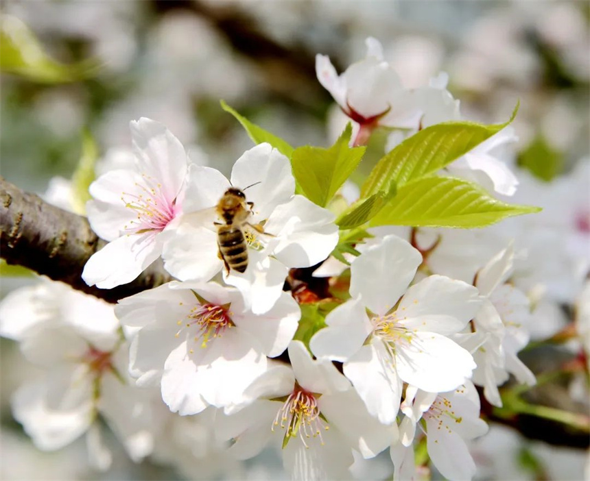 湖北紅安:一河兩岸千株梅花次第開放