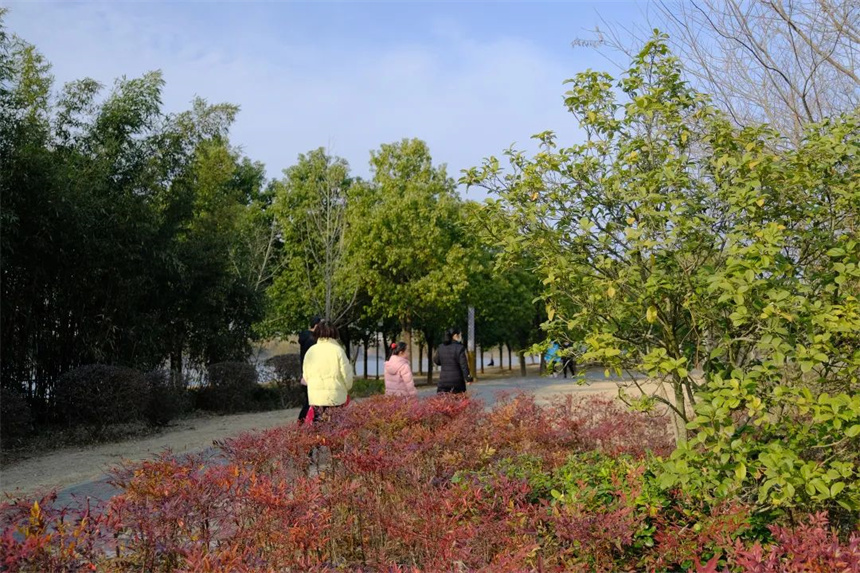 湖北紅安:一河兩岸千株梅花次第開放