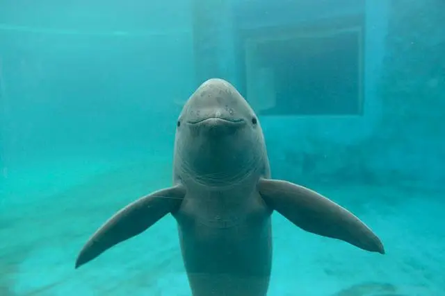 江豚資料圖。中科院水生所供圖