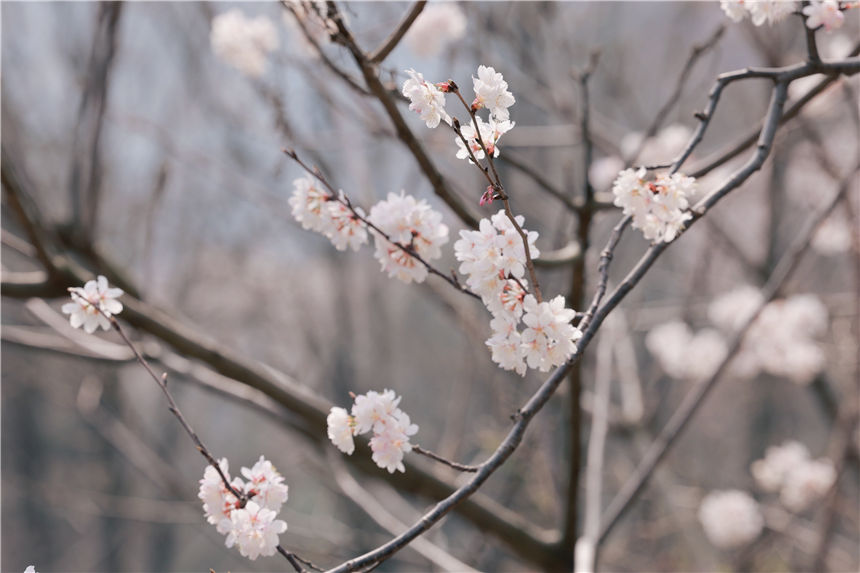 湖北紅安天臺山萬畝野櫻花盛開【8】