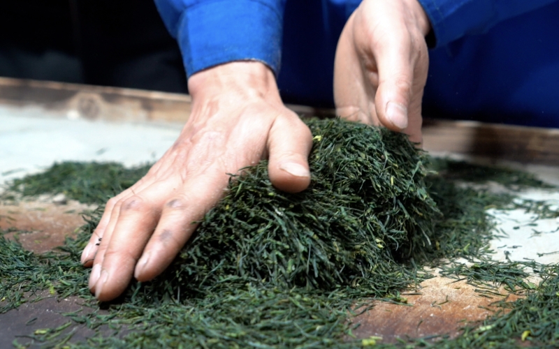 手工制作“恩施玉露”。劉冬萍攝