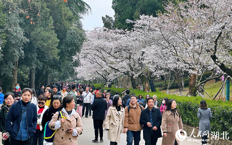 抗疫醫(yī)護(hù)人員及家人在武大賞櫻。人民網(wǎng) 張沛攝