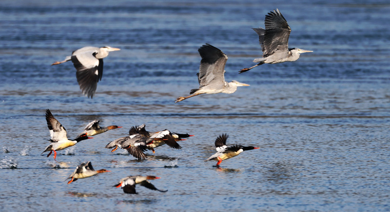 近年來，宜都持續(xù)改善長江、清江生態(tài)環(huán)境，吸引中華秋沙鴨等珍稀鳥類來此越冬。2唐萬鈺 攝