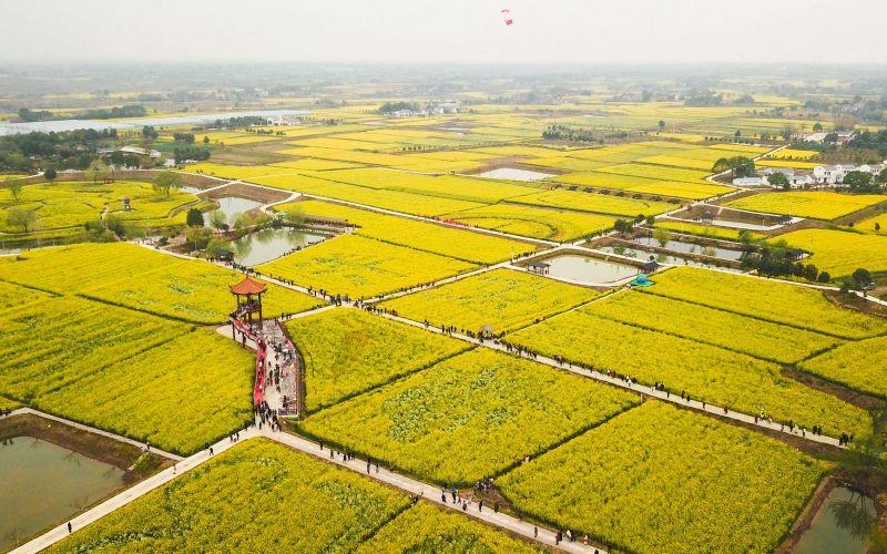 湖北省沙洋縣曾集鎮(zhèn)油菜花海。鄭波攝