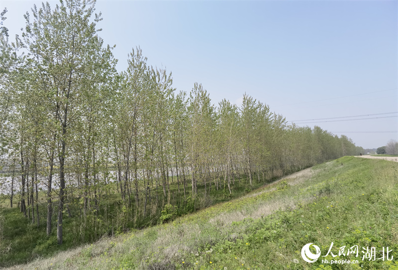 赤壁長江干堤復綠。人民網(wǎng) 周雯攝