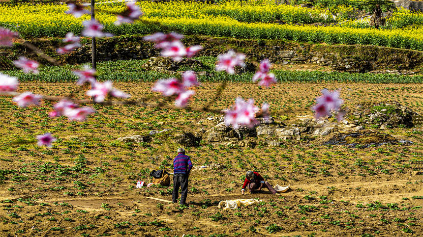 湖北建始:奏響大地勞作的序曲