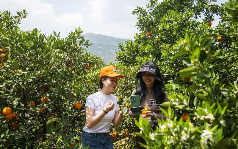 直播達人向網(wǎng)友展示秭歸倫晚臍橙。胡興軍攝