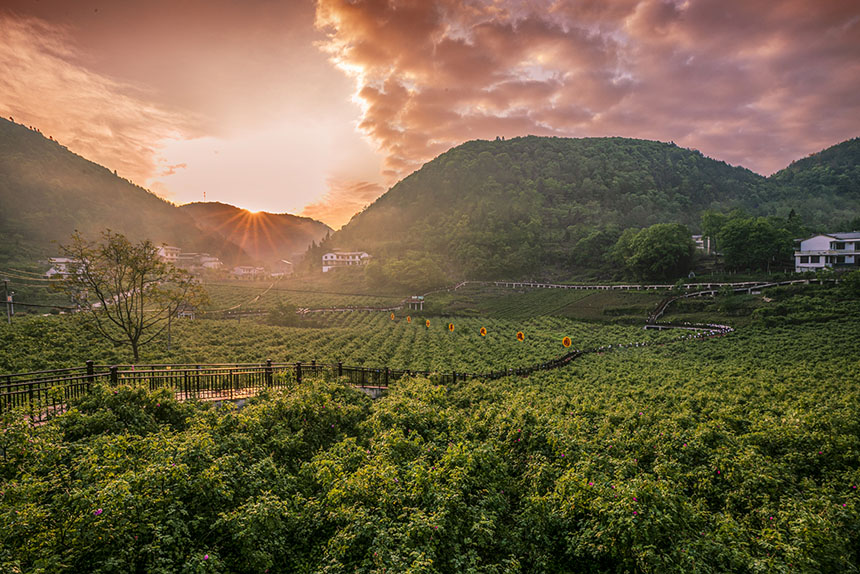 湖北建始:玫瑰花開產(chǎn)業(yè)興
