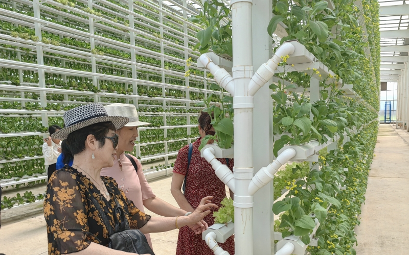 新洲區(qū)未來家園可以一站式體驗賞花、摘果、度假的樂趣。