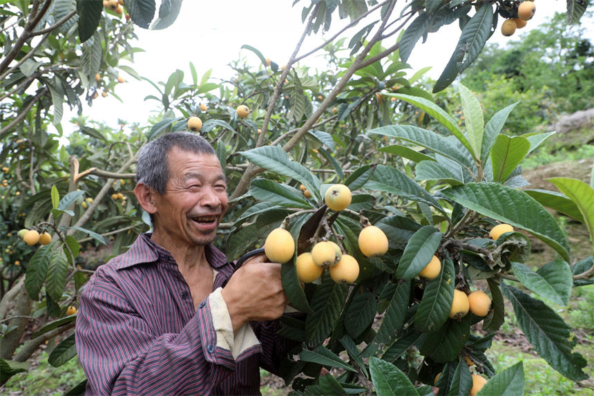 湖北竹山:枇杷成熟季 干群采摘忙