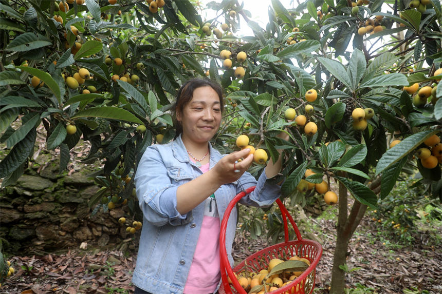 湖北竹山:枇杷成熟季 干群采摘忙
