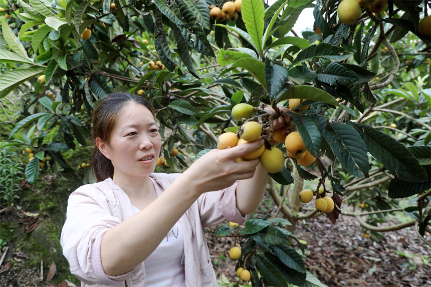 湖北竹山:枇杷成熟季 干群采摘忙