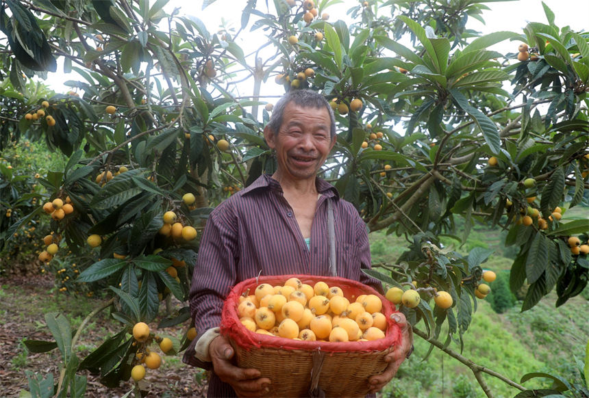 湖北竹山:枇杷成熟季 干群采摘忙