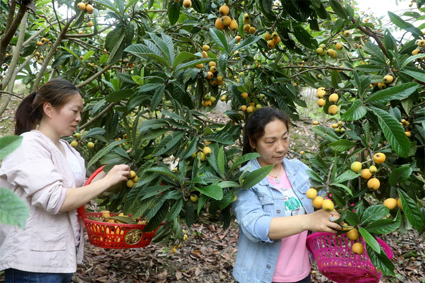 湖北竹山:枇杷成熟季 干群采摘忙