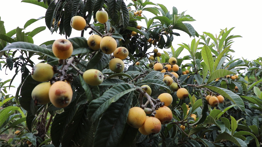 湖北竹山:枇杷成熟季 干群采摘忙