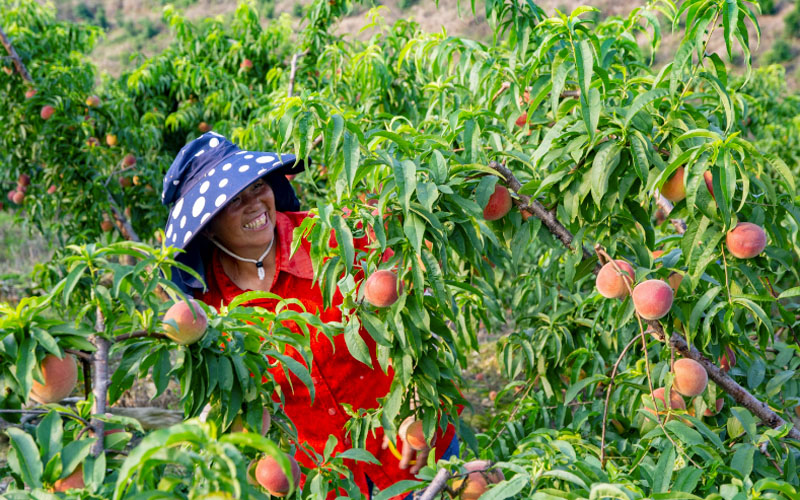 采摘新鮮的紅桃。