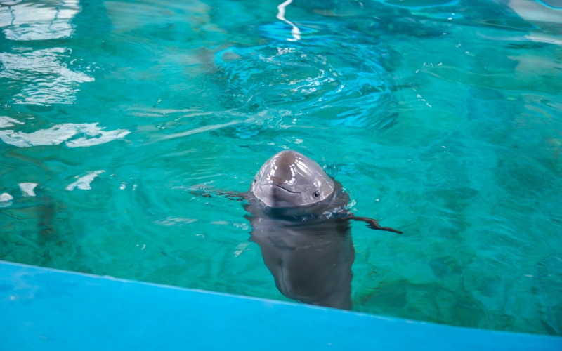 小久久在中國科學(xué)院水生生物研究所白鱀豚館。孫曉東攝
