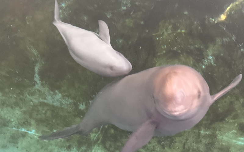 “小久久”和媽媽“福久”一起暢游。武漢白鱀豚保護基金會供圖