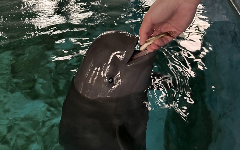 “小久久”開心的吃小魚。武漢白鱀豚保護基金會供圖