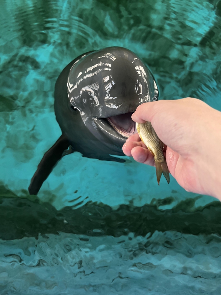 “小久久”吃小魚。武漢白鱀豚保護基金會供圖