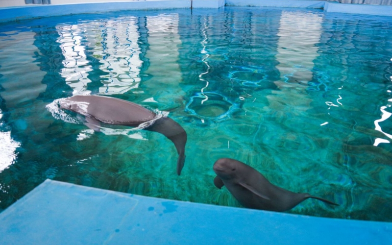 1歲的“小久久”在水池中嬉戲。孫曉東攝