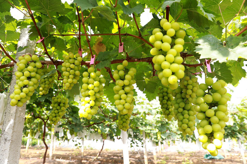 葡萄基地豐收?qǐng)D。