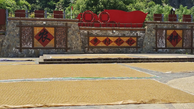 湖北省十堰市鄖西縣關(guān)防鄉(xiāng)沙溝村村民“曬”豐收。 徐光意攝