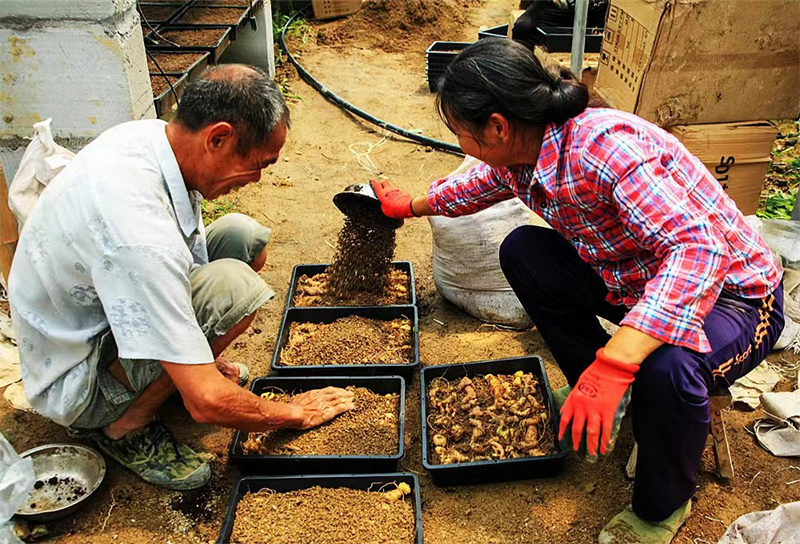 農(nóng)戶正在中藥材良種繁育基地育苗。唐成攝