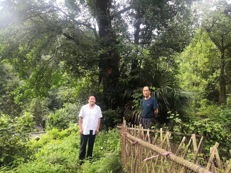 武當山紫霄村村民蔡銀華、梁相均今年都68歲。二人不僅是鄰居，而且同為武當山護林員，他倆對“紅軍樹”故事如數(shù)家珍，有著深厚的感情。（藍衣者，蔡銀華；白衣者，梁相均）