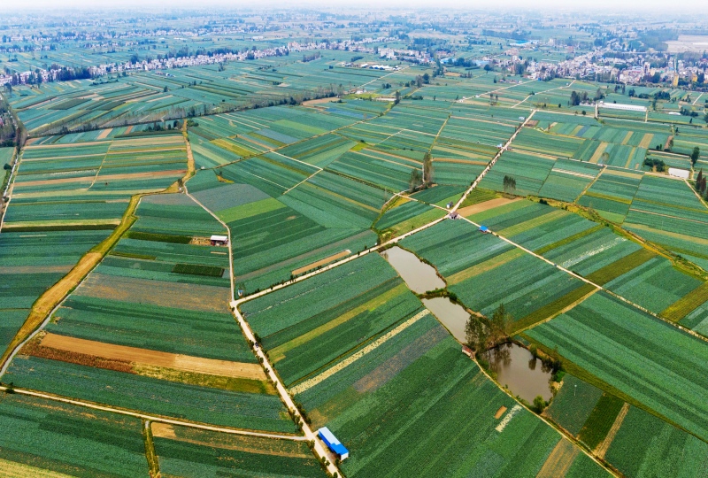 天門市標(biāo)準(zhǔn)化種植基地。天門市委宣傳部供圖