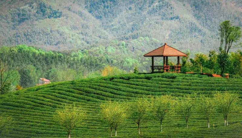 萬畝茶園。赤壁市委宣傳部供圖