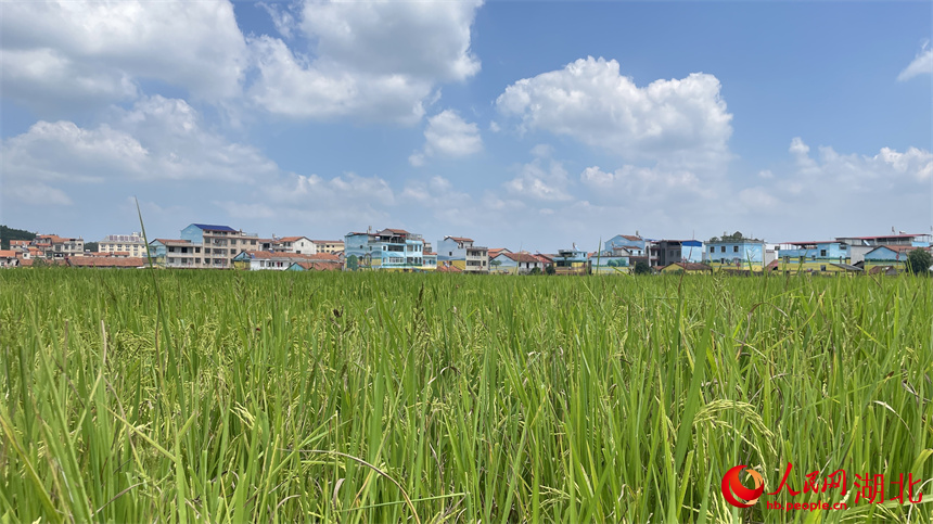 初秋,鄉(xiāng)村風景美如畫。