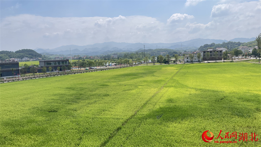 多彩鄉(xiāng)村景如畫。