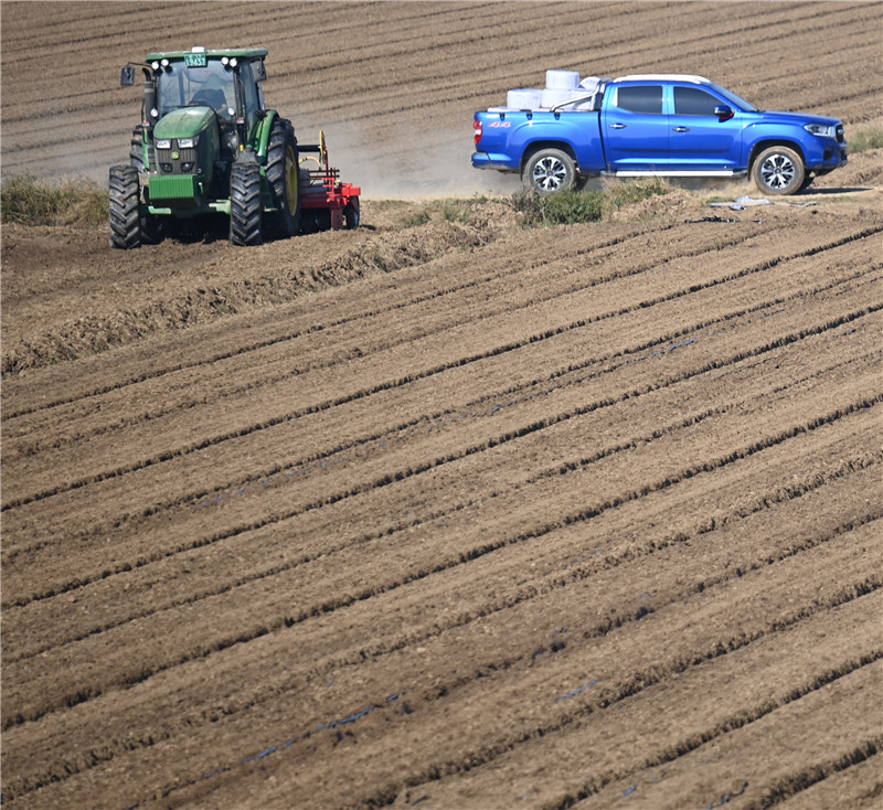 在湖北省潛江市竹根灘鎮(zhèn)外灘潛江大豆-樂事馬鈴薯種植基地，播種機正在田間往來穿梭播種。 吳燕軍攝