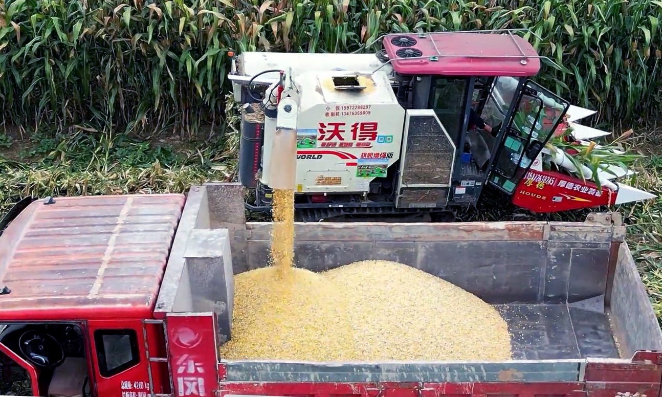 鄖西縣上津鎮(zhèn)郭家渡村玉米大豆帶狀復(fù)合種植示范基地玉米收獲場景。 胡穎妮攝