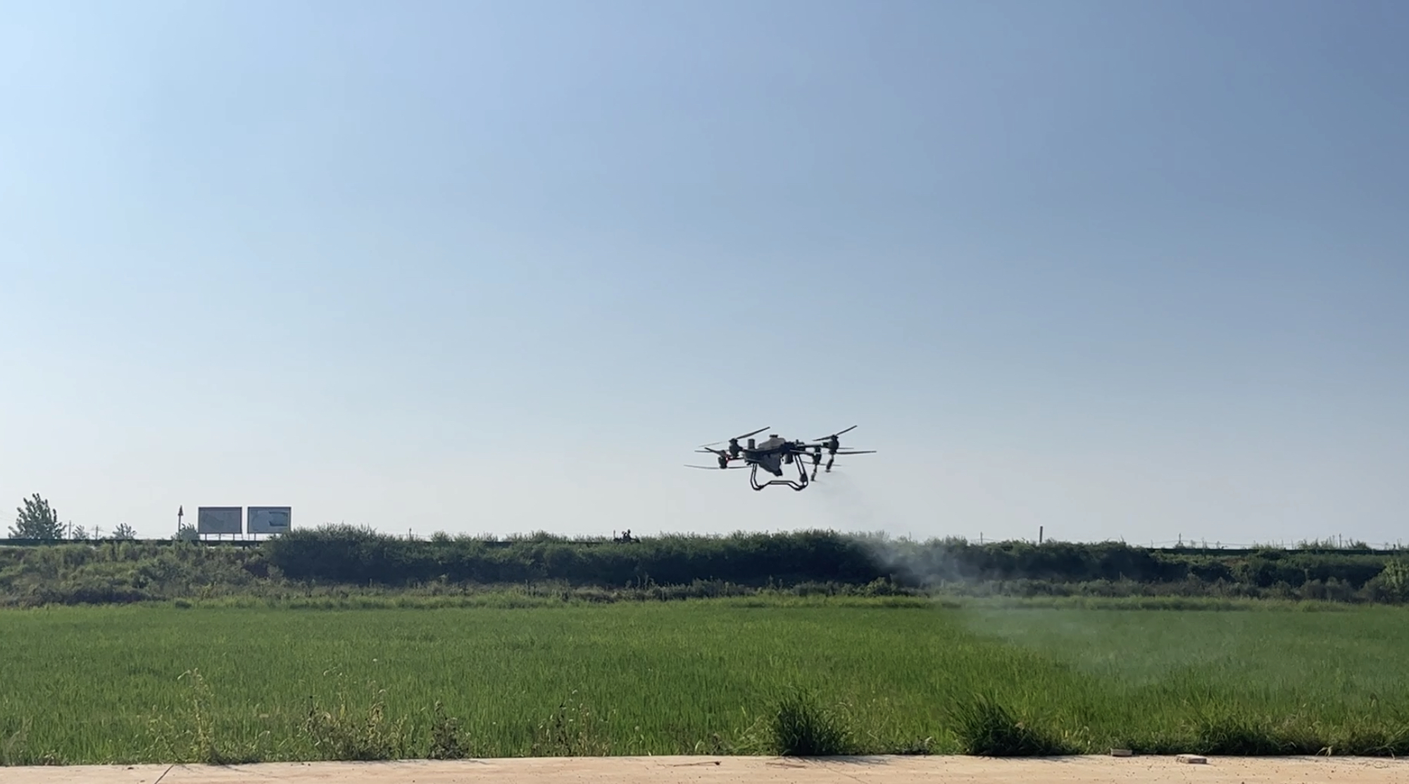 植保無人機飛入噴灑區(qū)域進(jìn)行施藥作業(yè)。張歡攝