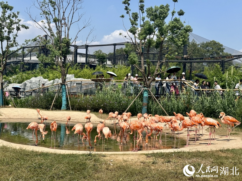 火烈鳥吸引了許多游客圍觀。人民網(wǎng)記者 張沛攝