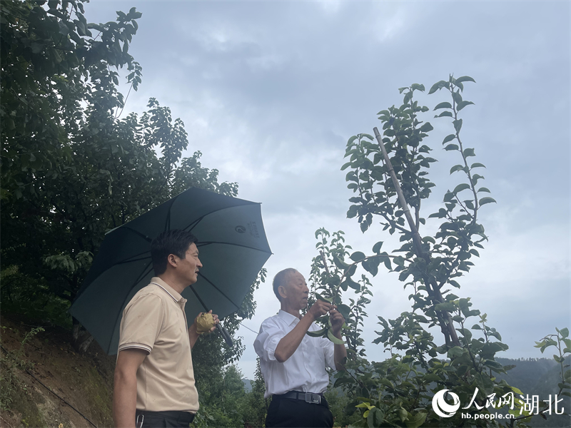 劉光彩（右）正在指導(dǎo)種植。人民網(wǎng)記者 周倩文攝