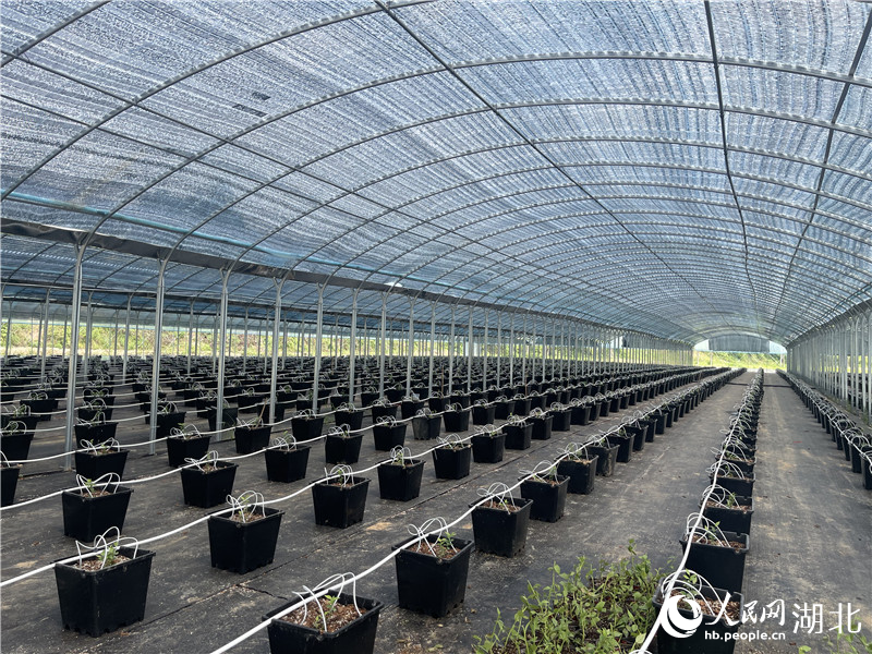 果蔬種植。人民網(wǎng)記者 周倩文攝