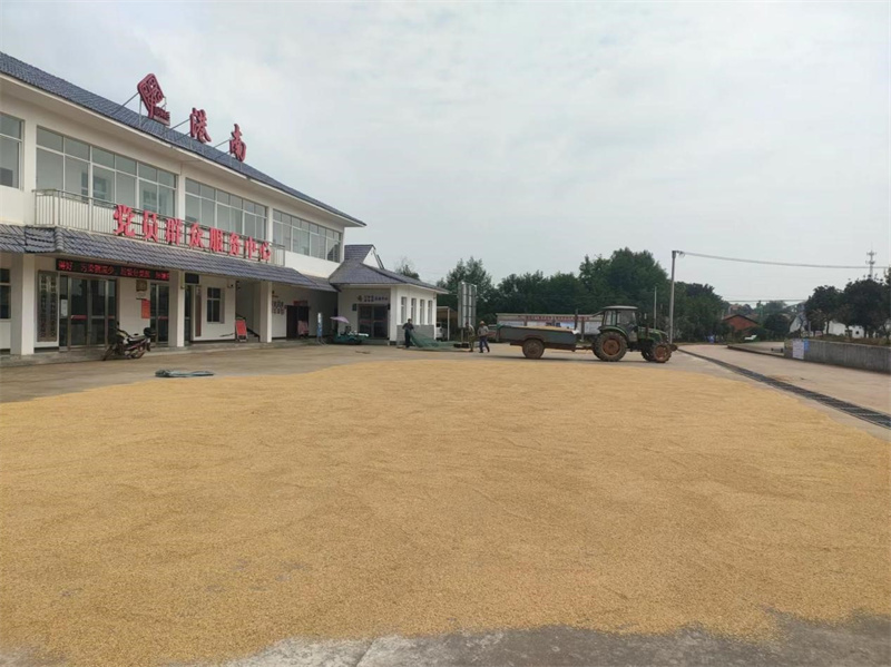 湖北省咸寧市嘉魚縣官橋鎮(zhèn)港南村村委會門前廣場變身成村民曬谷場。受訪者供圖